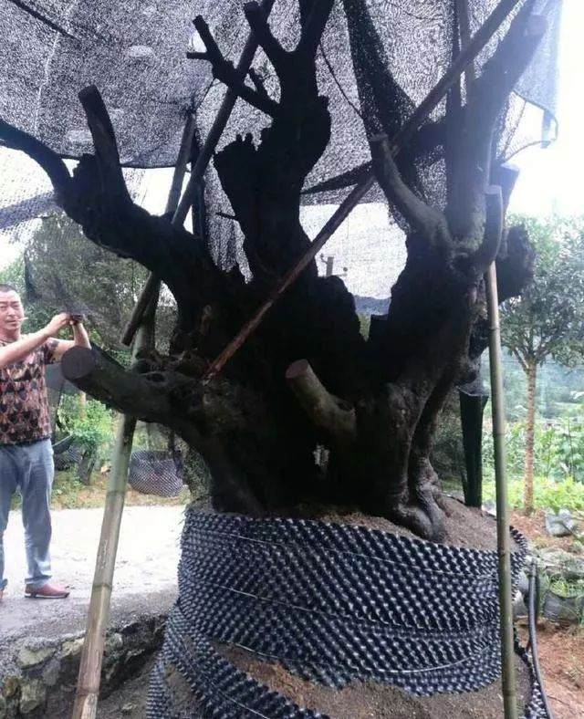 盆友炫耀1吨重的金弹子下山桩 欺负我没养过