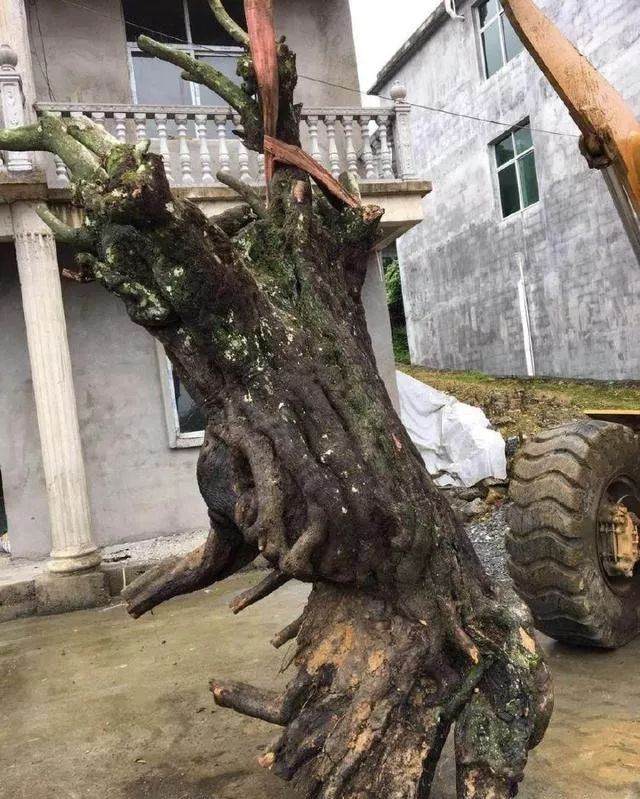 盆友炫耀1吨重的金弹子下山桩 欺负我没养过