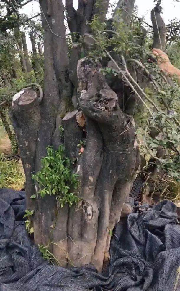 为什么金弹子巨型下山桩价格会飙涨