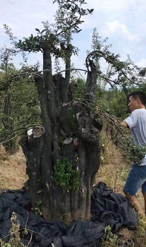 为什么金弹子巨型下山桩价格会飙涨