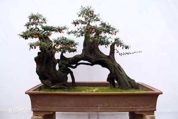 金弹子盆景移栽的挂果植株 要注意以下4点