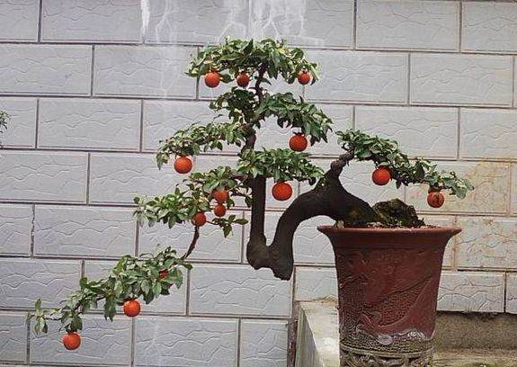 金弹子盆景移栽的挂果植株 要注意以下4点