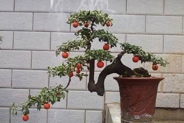 金弹子老桩盆景移栽怎么挂果植株