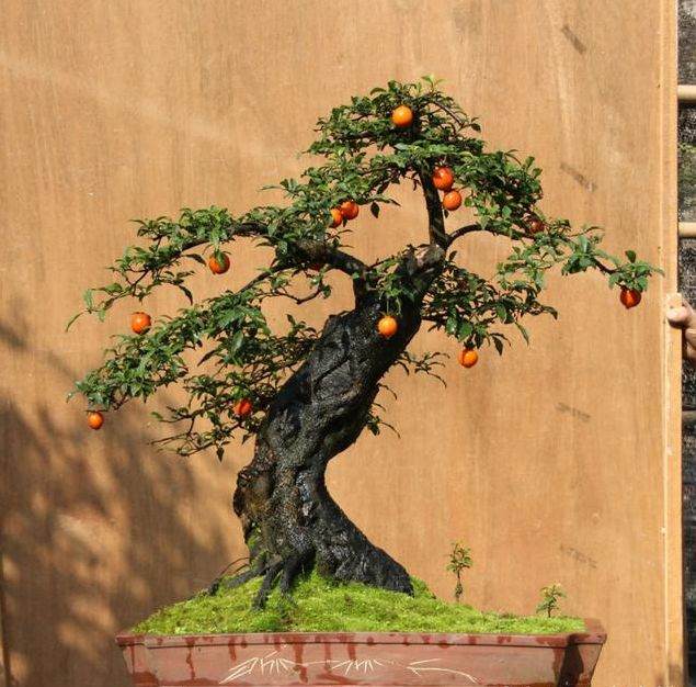 金弹子盆景挂果的这些知识 你了解多少?