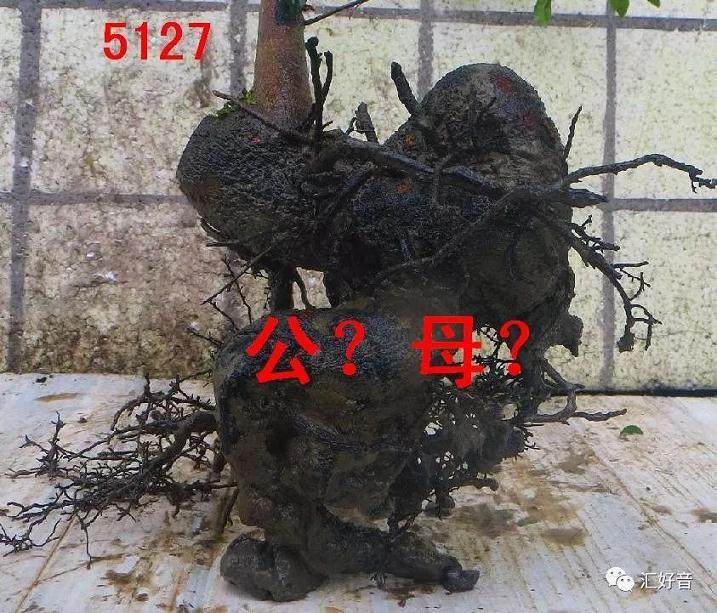 金弹子下山桩公母 科学判断曙光初现