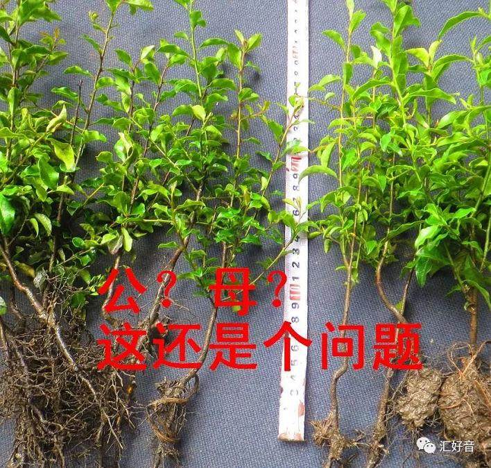 金弹子下山桩公母 科学判断曙光初现