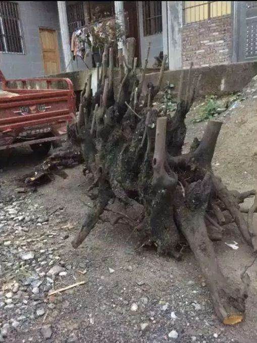 这棵金弹子下山桩 过桥2米长 有老板出了1万多收