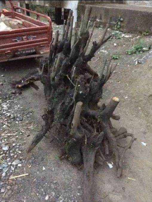 这棵金弹子下山桩 过桥2米长 有老板出了1万多收