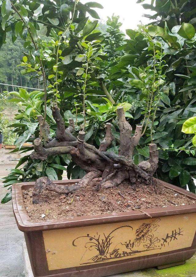 为什么我的丛林金弹子盆景 长得好慢?