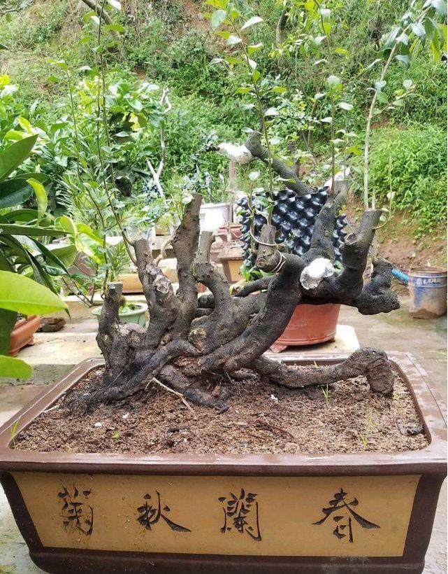 为什么我的丛林金弹子盆景 长得好慢?