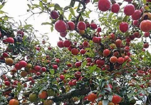 金弹子盆景种植3年左右 可以开花结果