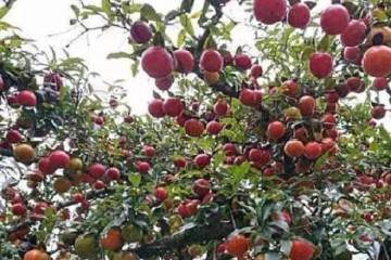 金弹子盆景种植3年左右 可以开花结果