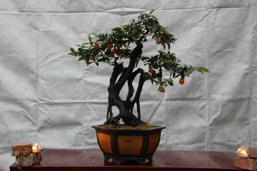 贵州遵义新蒲新区中轴公园举行金弹子盆景展