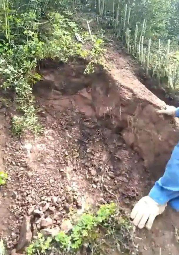男子山上挖大型金弹子下山桩 把山都挖塌了