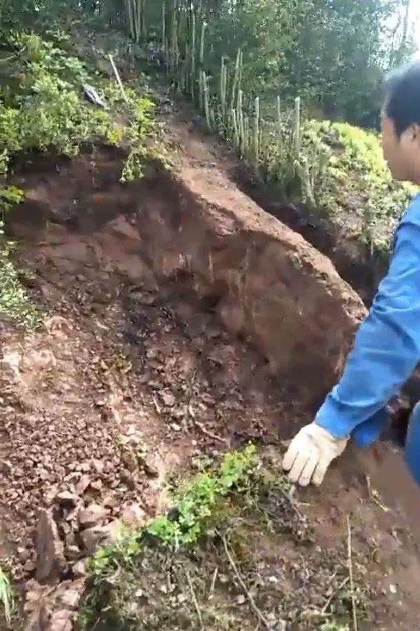 男子山上挖大型金弹子下山桩 把山都挖塌了