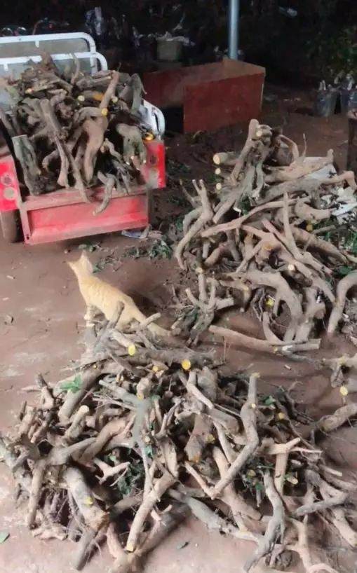 金弹子下山桩 价格便宜 打包卖