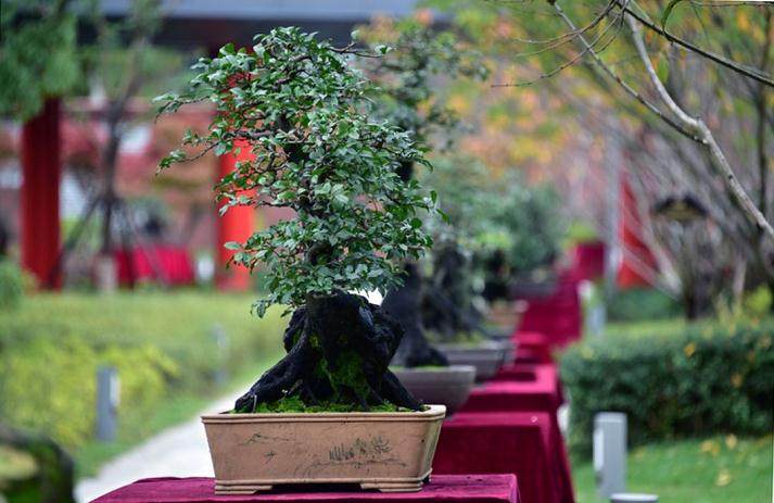 2018年 遵义第一届交旅投杯金弹子盆景展