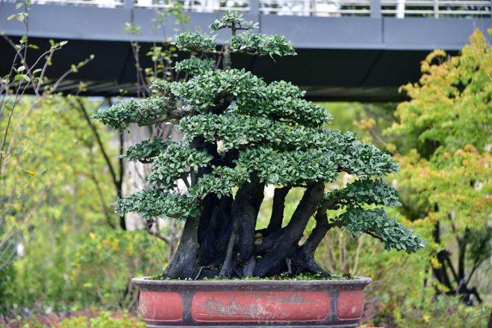 2018年 遵义第一届交旅投杯金弹子盆景展