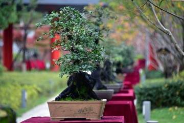 2018年 贵州遵义第一届金弹子盆景展