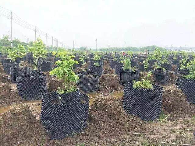如何上山采挖金弹子下山桩制作盆景?