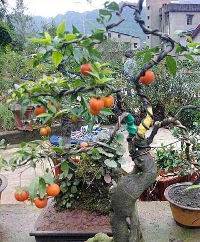 九月时 金弹子盆景 可喷两次1:600尿素水