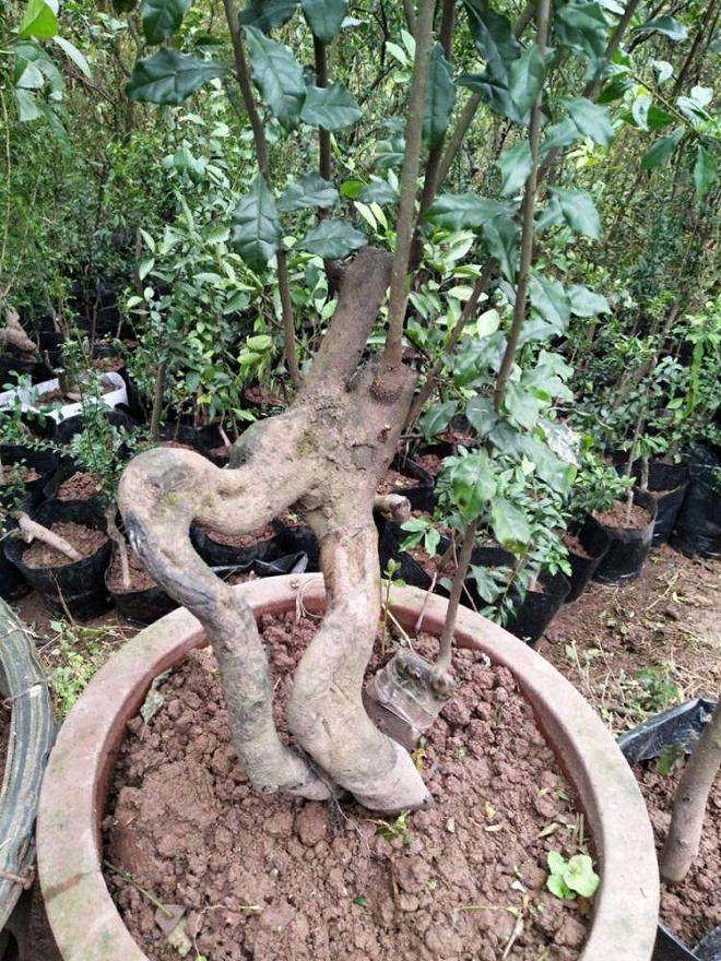 九月时 金弹子盆景 可喷两次1:600尿素水