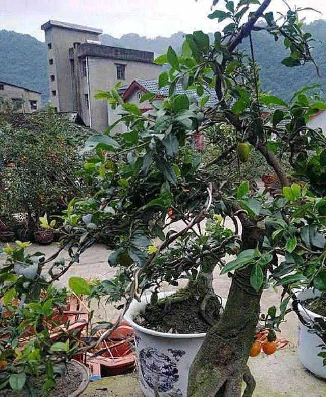 九月时 金弹子盆景 可喷两次1:600尿素水