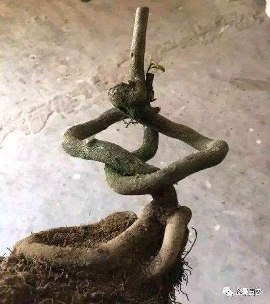 5年时间造出的&ldquo;立交桥式&rdquo;金弹子盆景