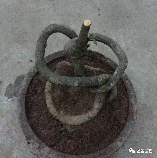 5年时间造出的&ldquo;立交桥式&rdquo;金弹子盆景