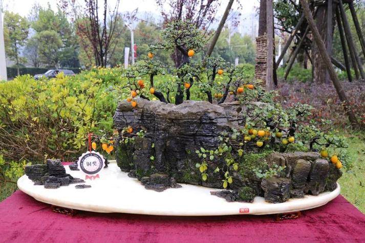 遵义第一届交旅投杯金弹子盆景展