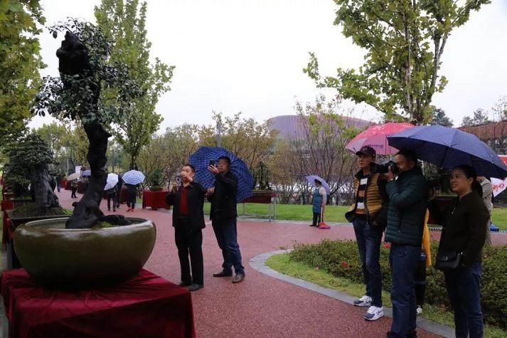 遵义第一届交旅投杯金弹子盆景展
