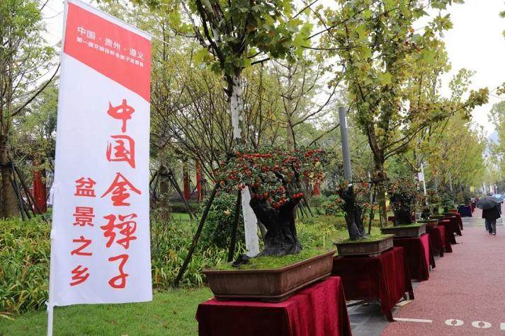 遵义第一届交旅投杯金弹子盆景展