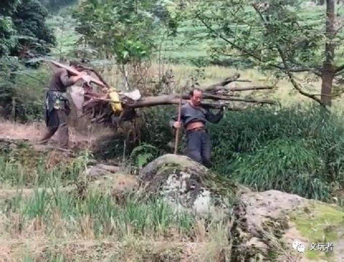 表叔挖一棵百年金弹子下山桩 村长:栽回去