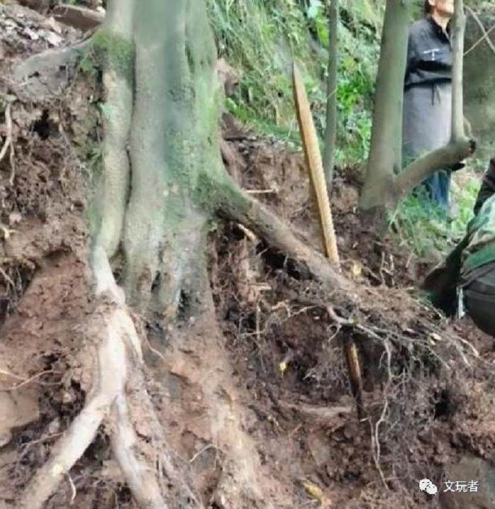 表叔挖一棵百年金弹子下山桩 村长:栽回去