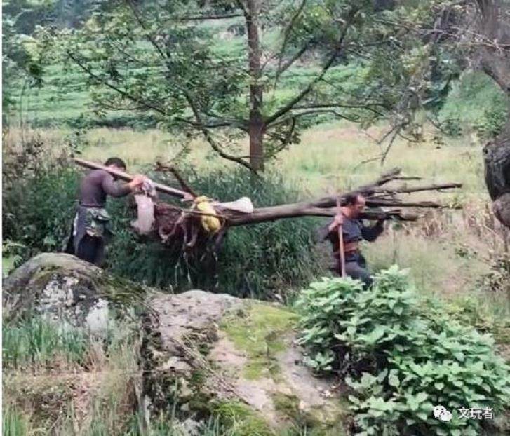 表叔挖一棵百年金弹子下山桩 村长:栽回去