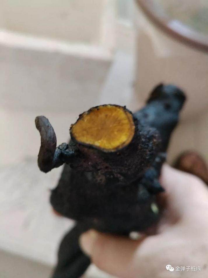 图解 金弹子下山桩怎么缠膜发芽的方法