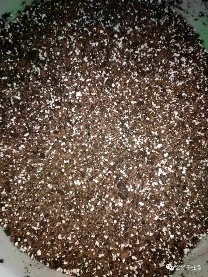 图解 金弹子下山桩怎么缠膜发芽的方法