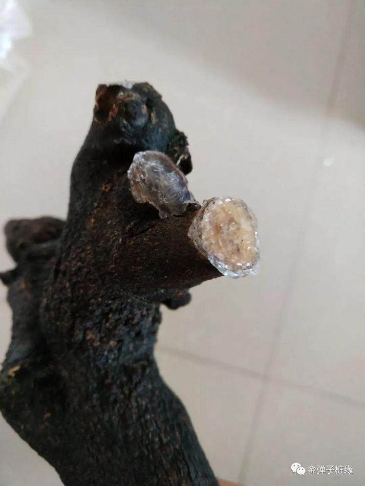 图解 金弹子下山桩怎么缠膜发芽的方法