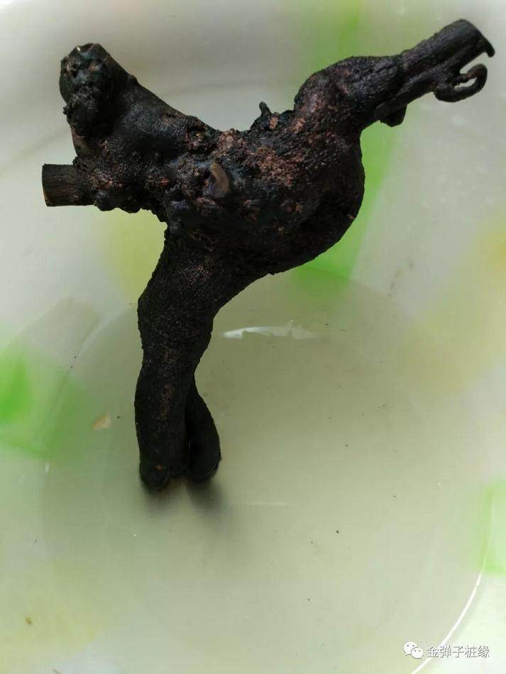 图解 金弹子下山桩怎么缠膜发芽的方法