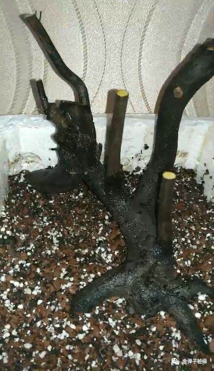 图解 金弹子下山桩怎么缠膜发芽的方法
