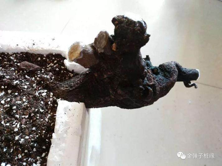 图解 金弹子下山桩怎么缠膜发芽的方法