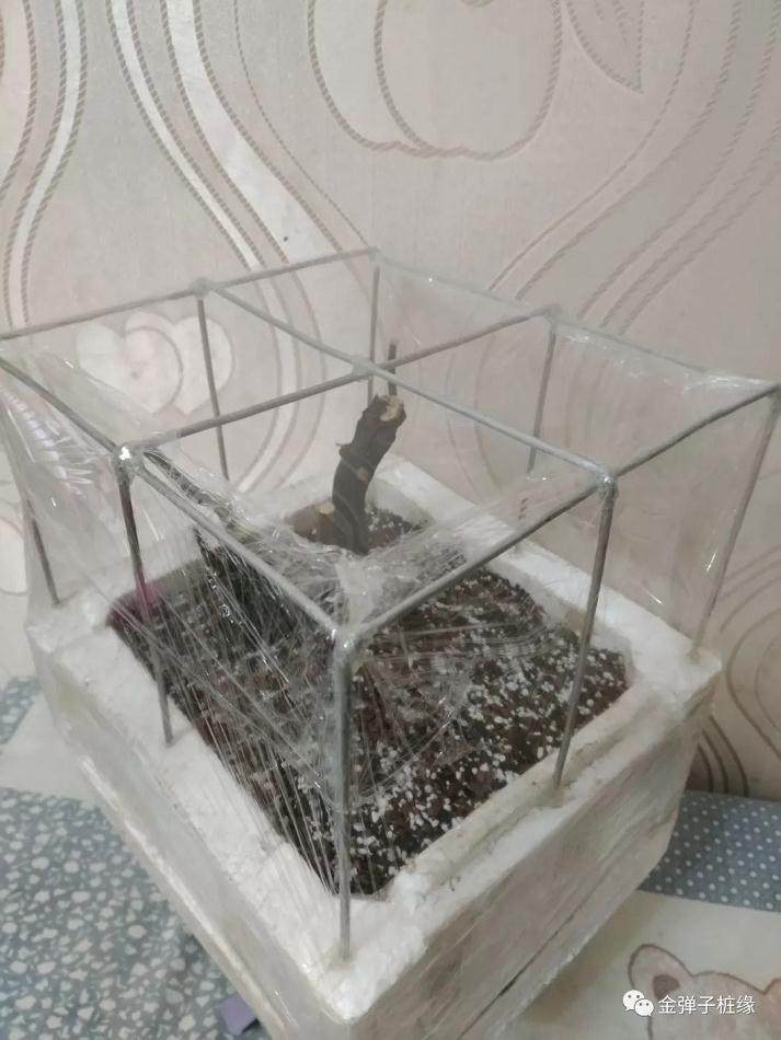 图解 金弹子下山桩怎么缠膜发芽的方法