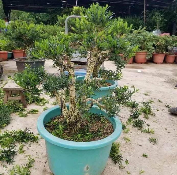 夏季是金弹子盆景的生长旺季 也是萌发旺季