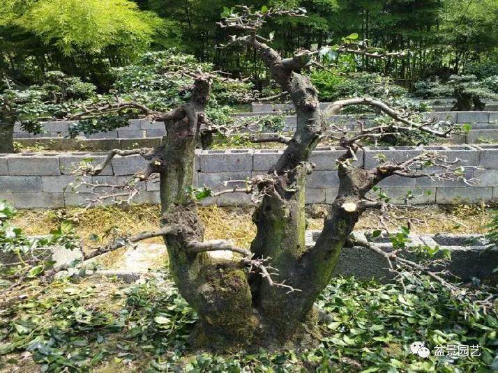 夏季是金弹子盆景的生长旺季 也是萌发旺季