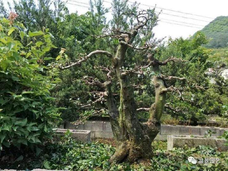 夏季是金弹子盆景的生长旺季 也是萌发旺季