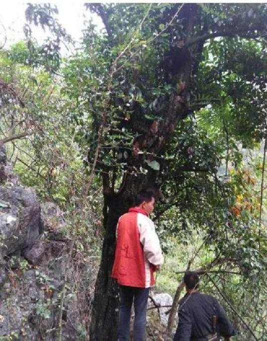 树茎55公分的金弹子下山桩 至少有2吨重