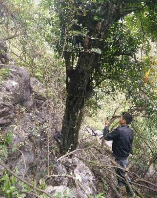 树茎55公分的金弹子下山桩 至少有2吨重