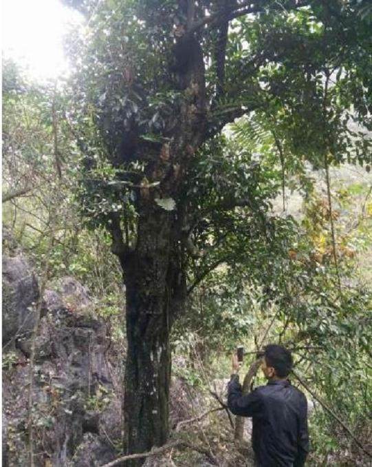 树茎55公分的金弹子下山桩 至少有2吨重