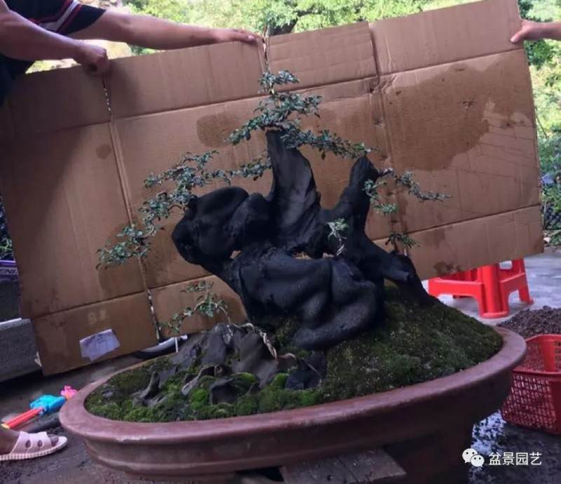 金弹子盆景助他走上致富路 成为响当当的人物