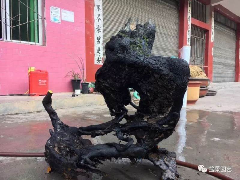 金弹子盆景助他走上致富路 成为响当当的人物